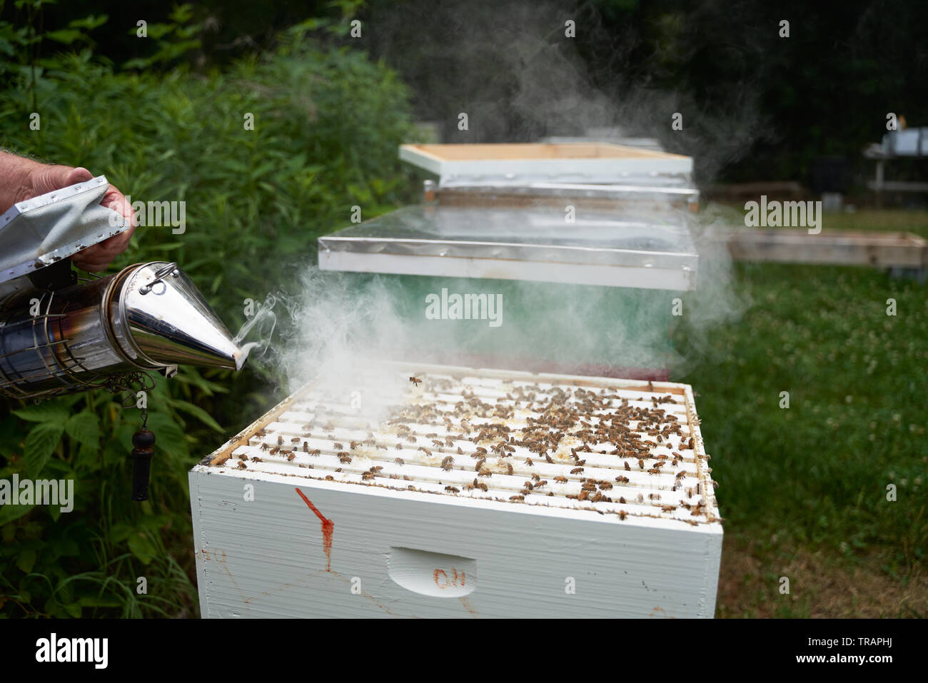 Un apiculteur fume la ruche pour calmer les abeilles du miel avant d'évaluer la santé de la colonie. Beeking urbain est devenu beaucoup plus populaire ces dernières années. Banque D'Images