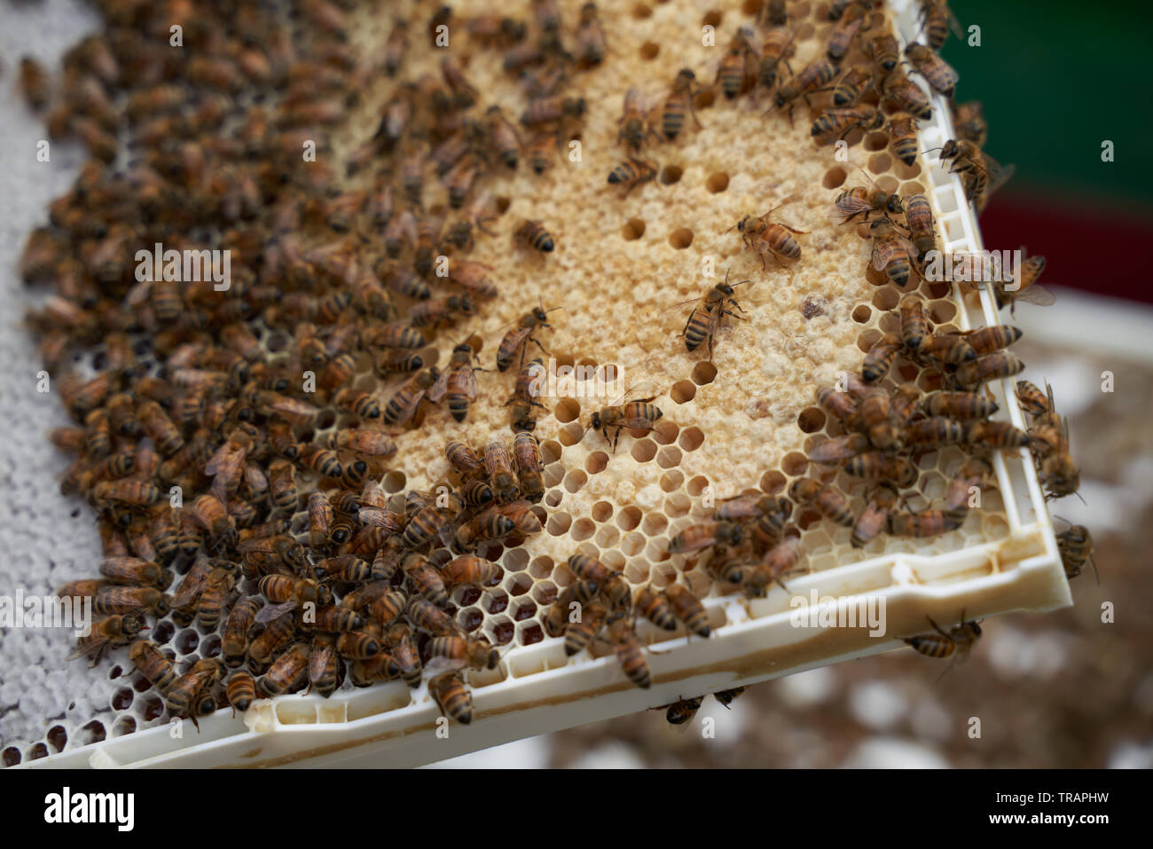 Les abeilles travailleuses sur un châssis. Les cellules blanches sont jaunes chez les abeilles des larves. Beeking urbain est devenu beaucoup plus populaire ces dernières années. Banque D'Images