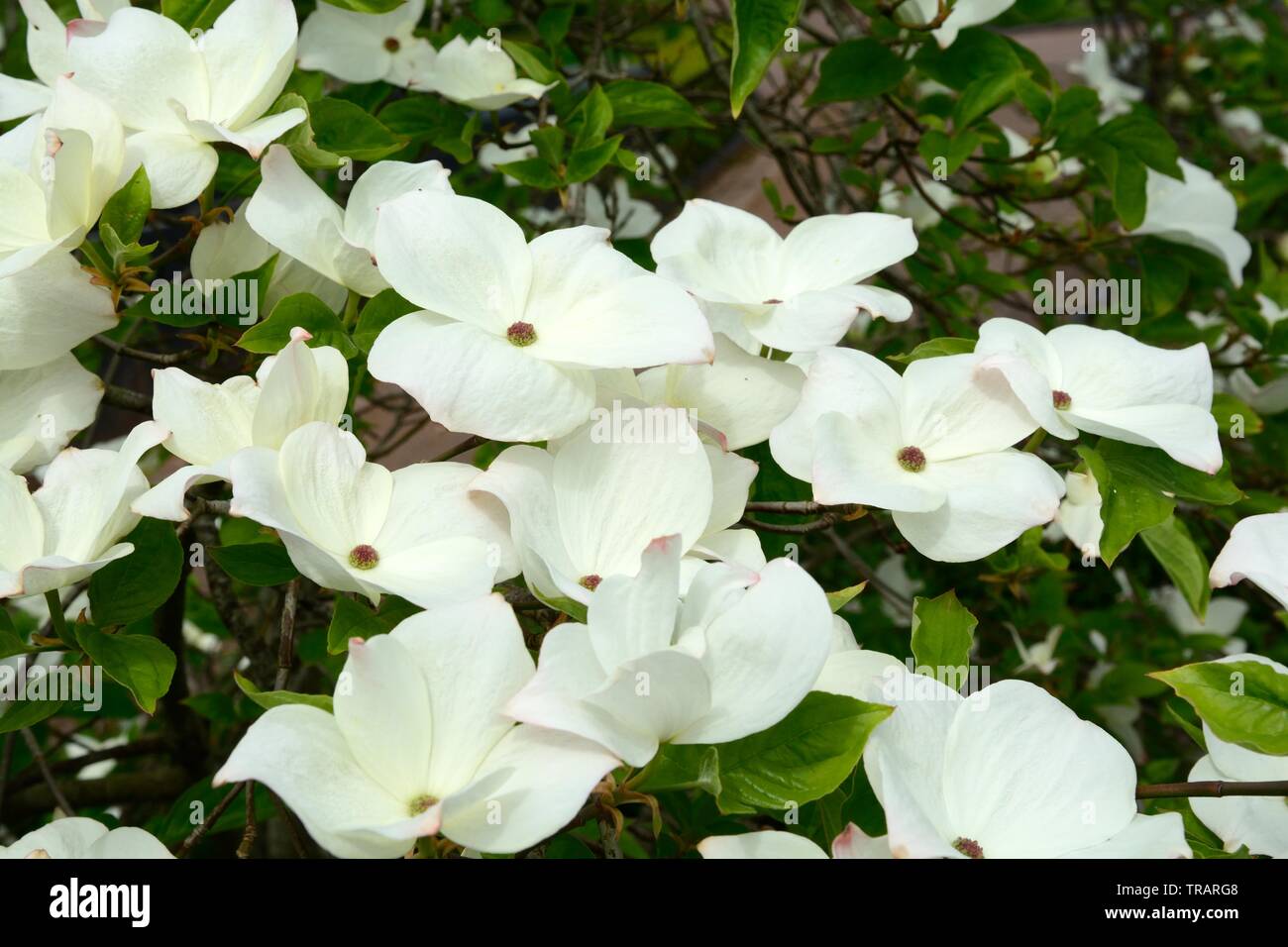 Cornus canadensis cornouiller cornouiller grimpant Banque D'Images