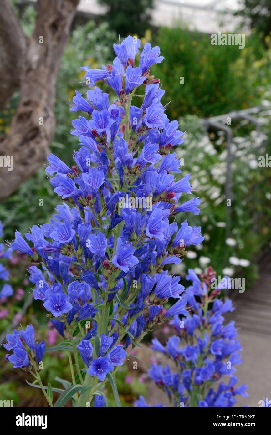 Echium Gunnera manicata plante de la famille des Boraginacées avec fleurs tubulaires bleu brillant Banque D'Images