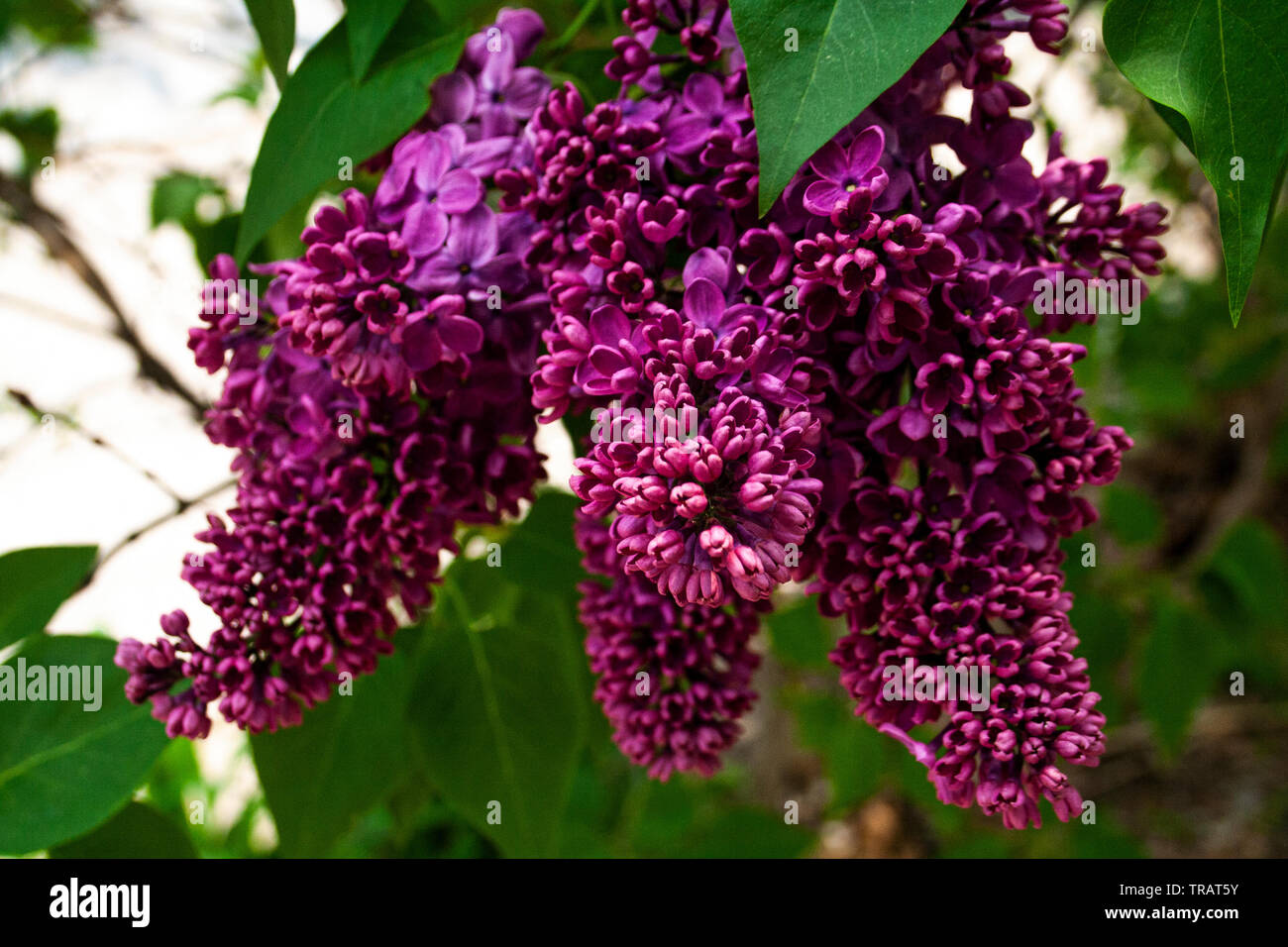 Gros plan de fleurs violettes qui fleurit au printemps Banque D'Images