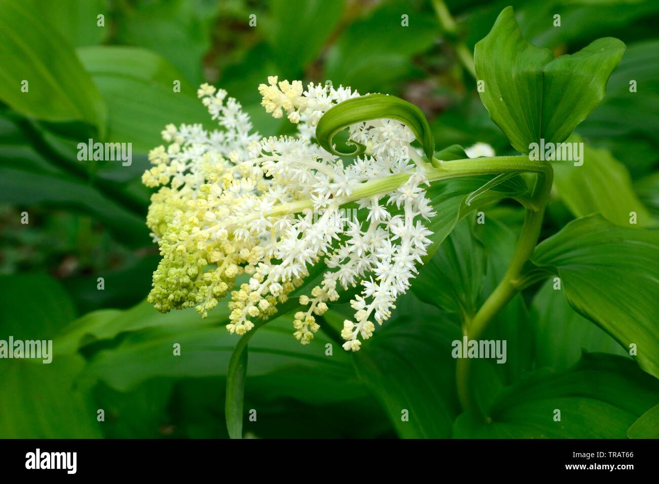 Maianthemum racemosum faux nard American spikenard fleurs en forme de petites étoiles Banque D'Images