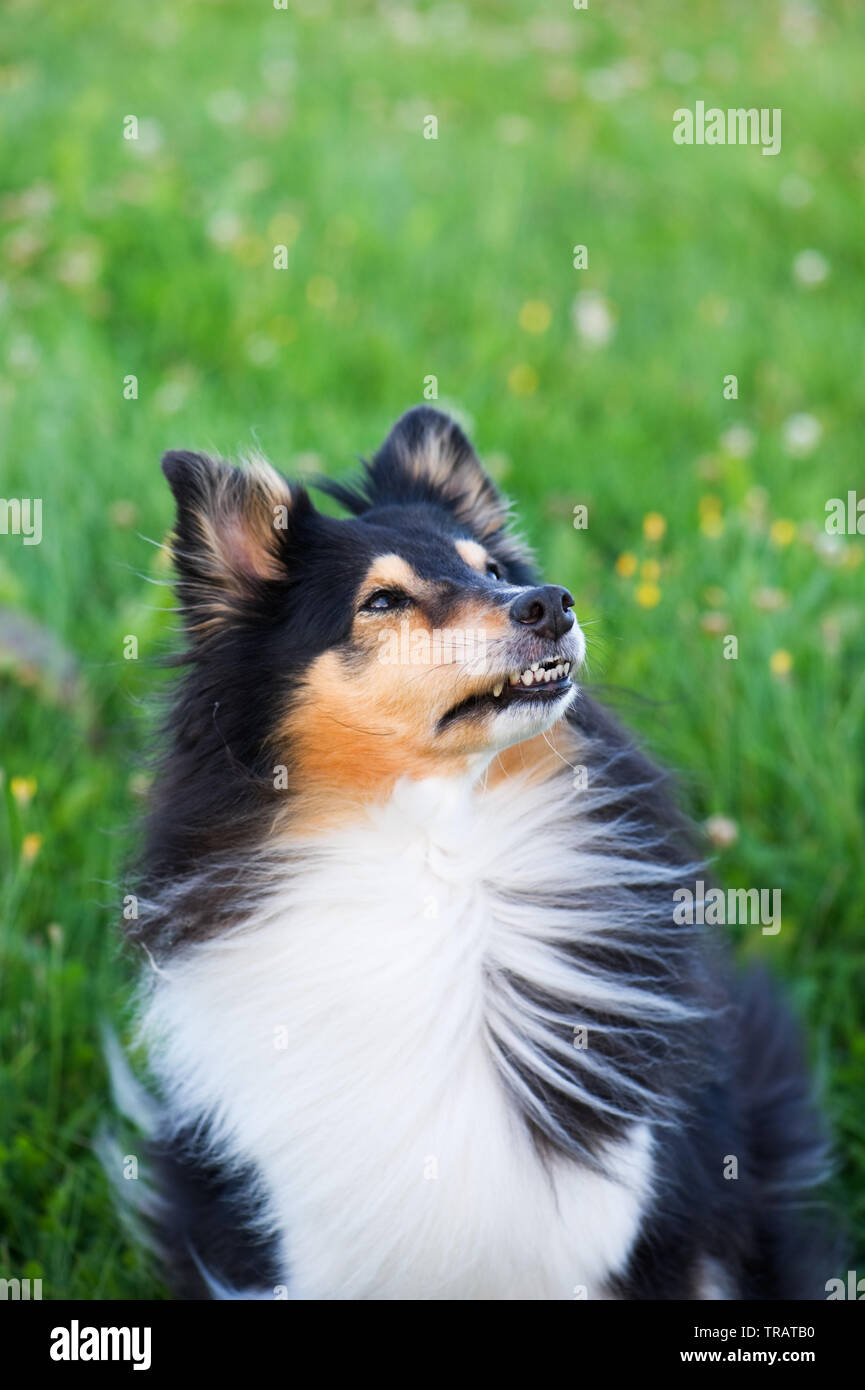 Shetland Sheepdog dans le pré. Banque D'Images