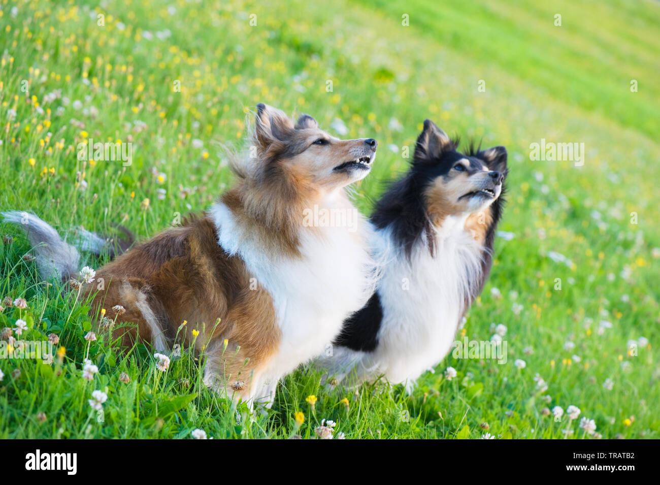 Berger Shetland dans le pré. Focus sélectif. Banque D'Images