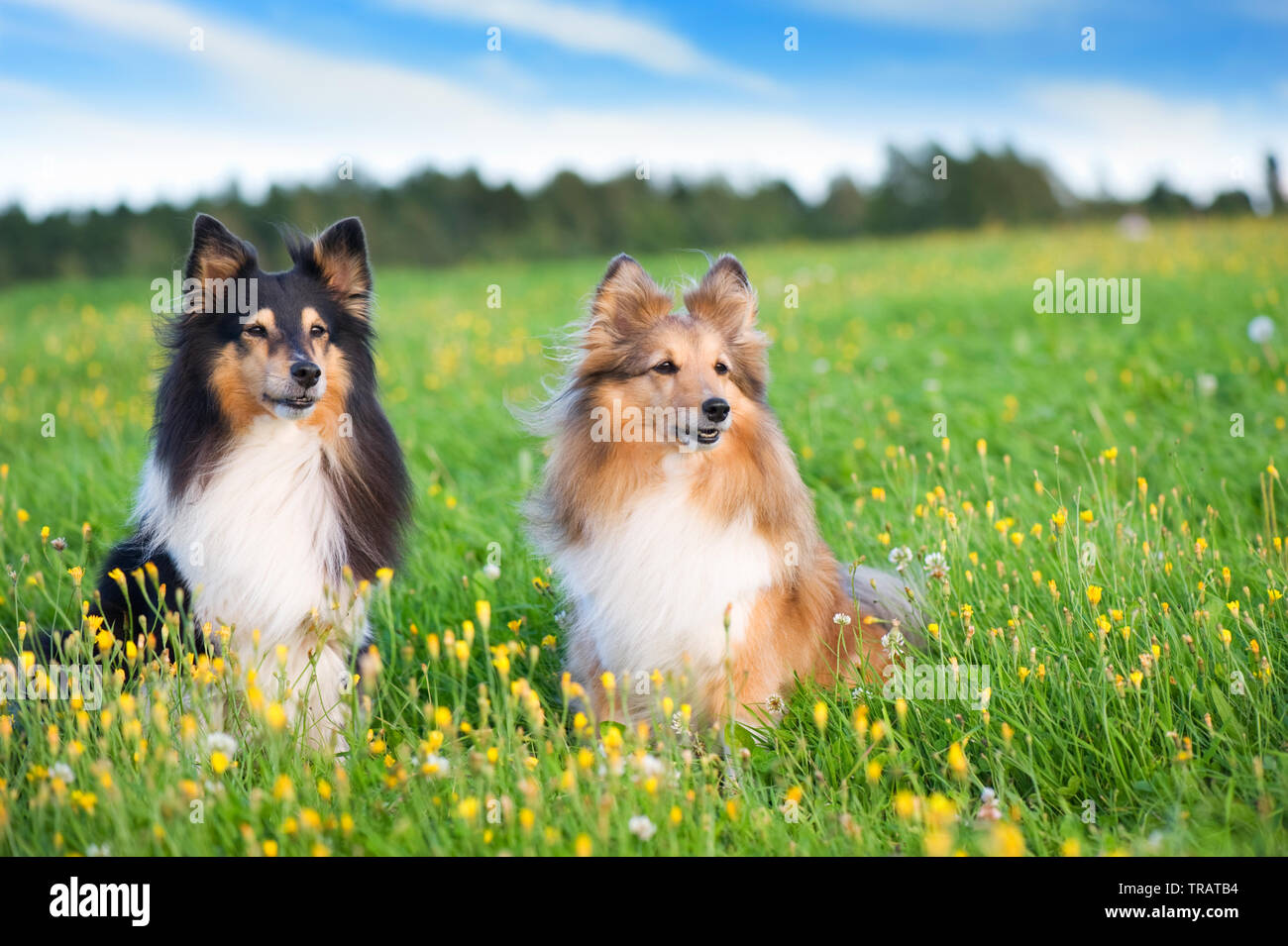 Berger Shetland dans le pré. Focus sélectif. Banque D'Images