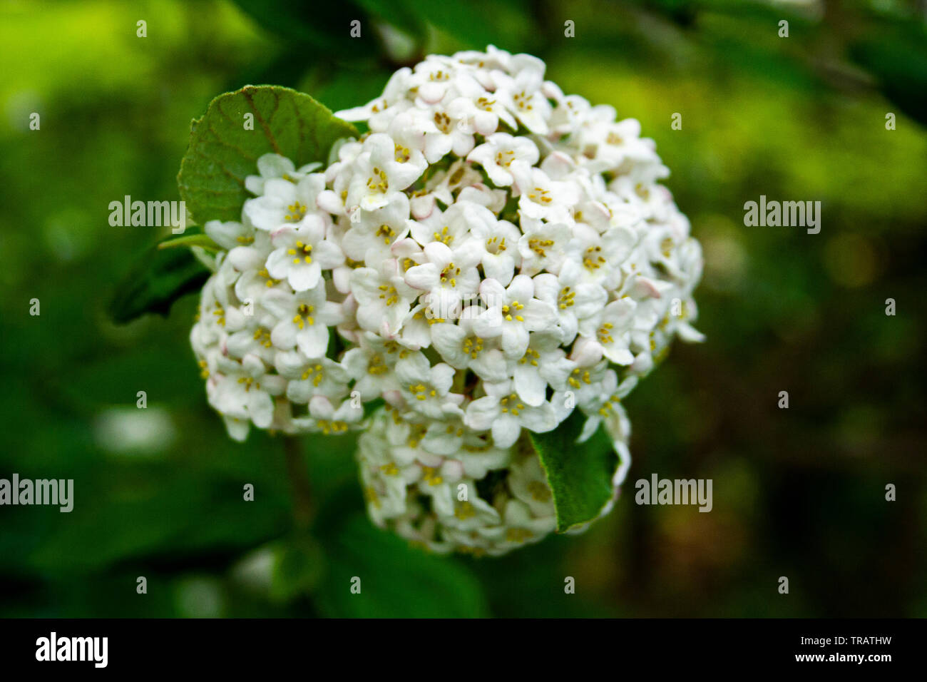 Close-up de fleurs blanches dans les buissons en fleurs au printemps Banque D'Images