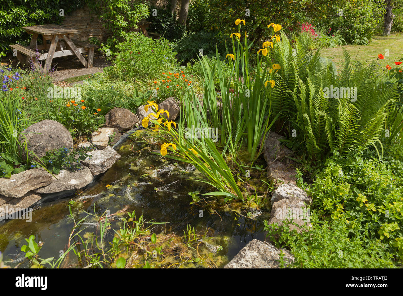 Étang de Jardin avec arbustes et plantes aimant l'humidité, une table de pique-nique Banque D'Images