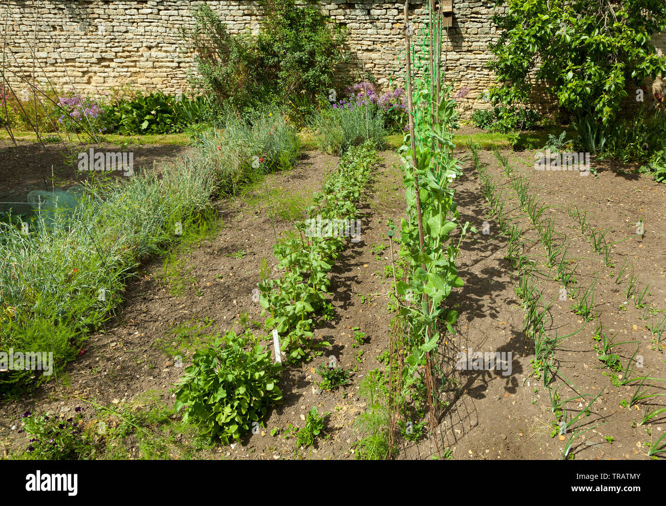 Parcelle de jardin de légumes Banque D'Images