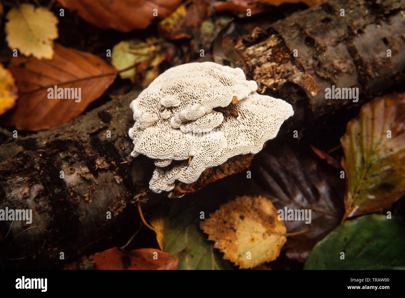 Champignon, Tyromyces sp. sur le bois pourri, Wendover Woods, au Royaume-Uni. De l'automne. Banque D'Images