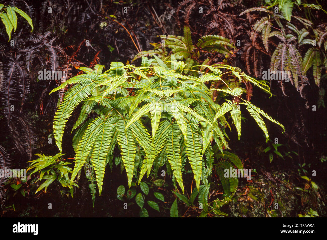 Savannah fougère, Gleichenia linearis. La Malaisie Banque D'Images