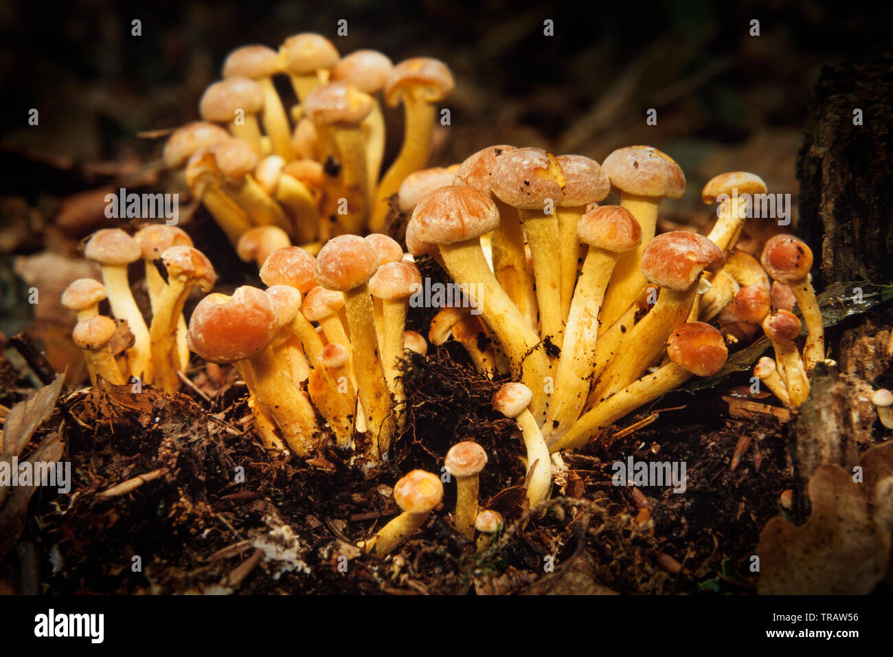 Hypholoma fasciculare, communément connue sous le nom de champignons touffe de soufre Banque D'Images