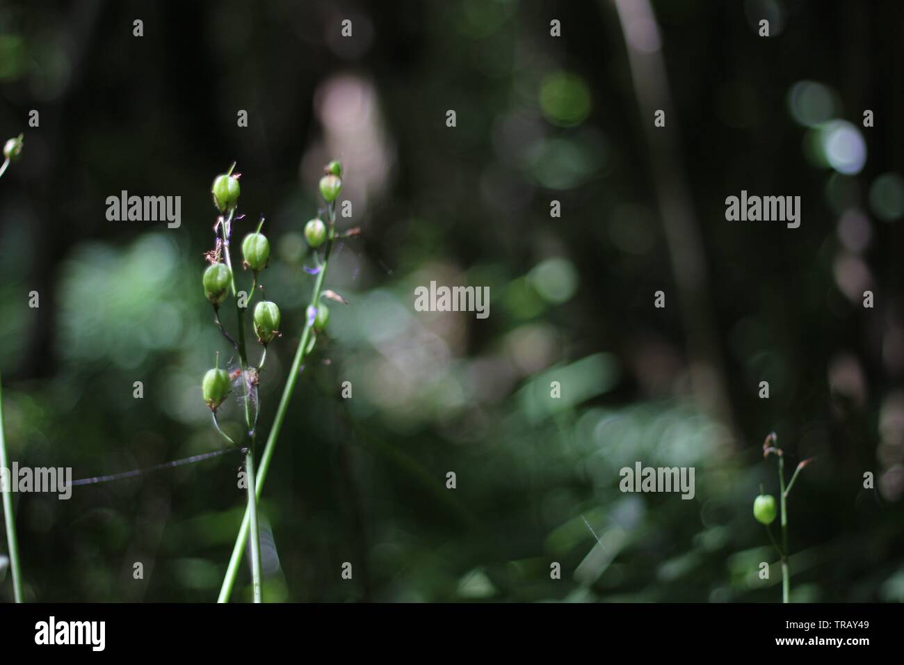 Bluebells vu à la fin du printemps dans les forêts de l'Angleterre Banque D'Images