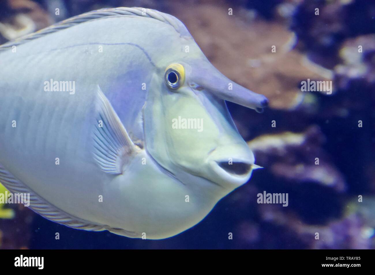 Bluespine Goldfish, également connu sous le nez court-goldfish et Naso unicornis, à Maui, Hawaii Banque D'Images