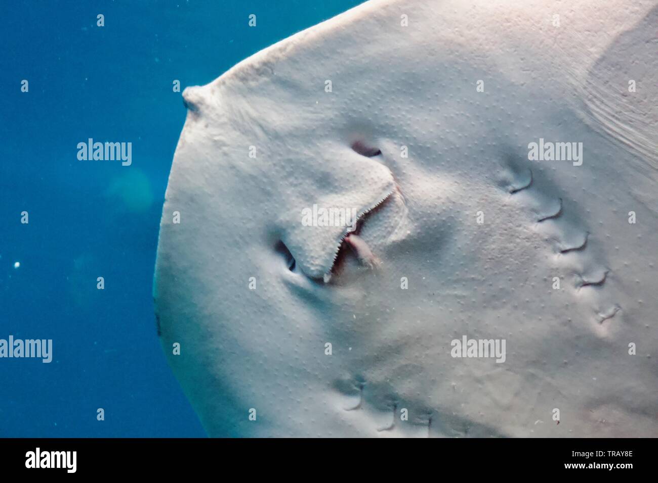 Une raie Manta de manger du poisson à Maui, Hawaii Banque D'Images