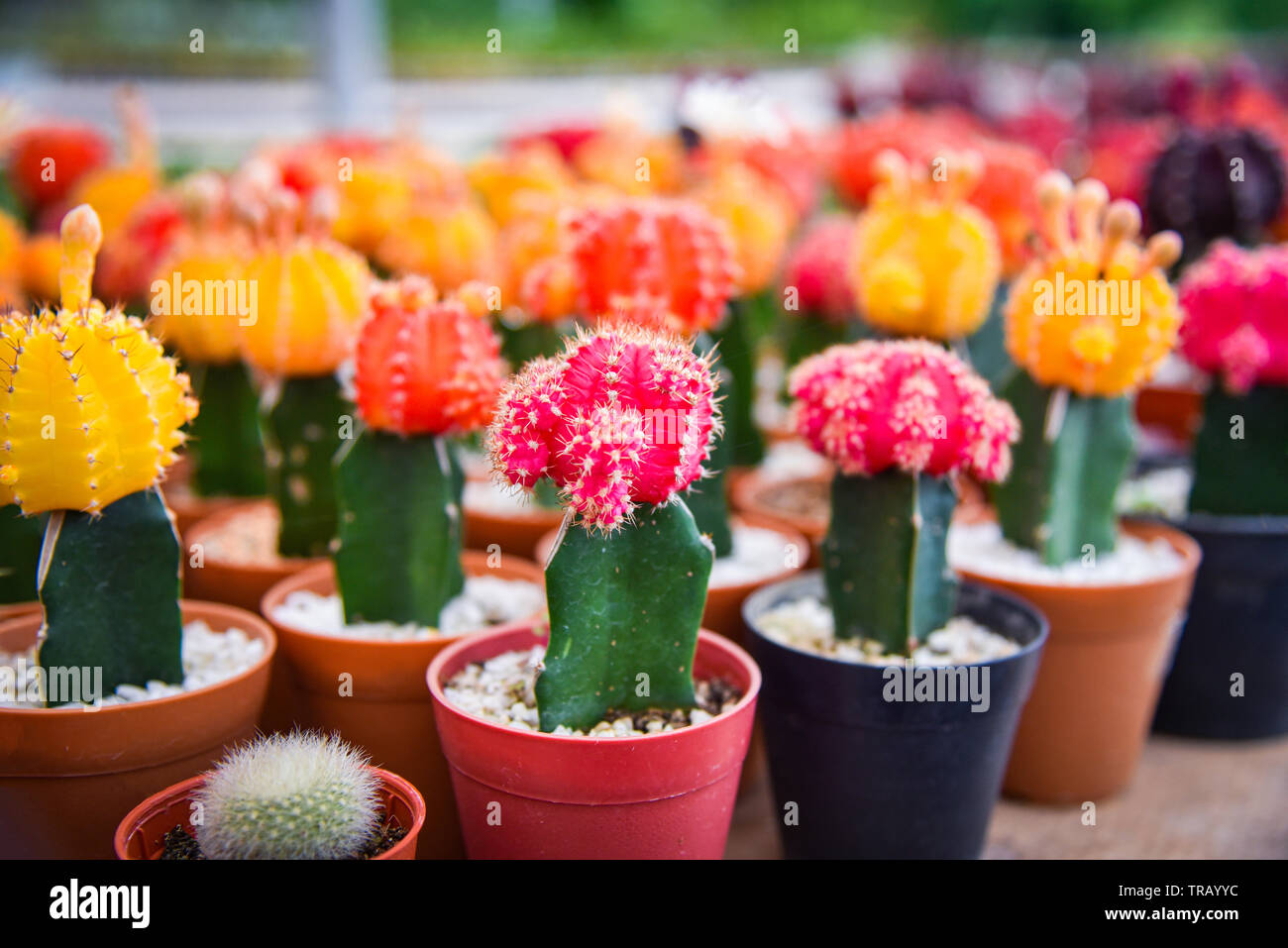 Gymnocalycium cactus / rouge couleur jaune et des fleurs magnifiques cactus  en pot planté dans le jardin de la ferme de pépinière Photo Stock - Alamy