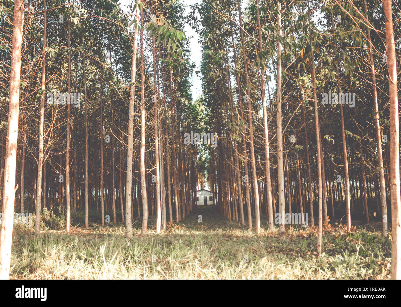 Mystérieuse maison spectaculaire dans les bois - eucalyptus Banque D'Images