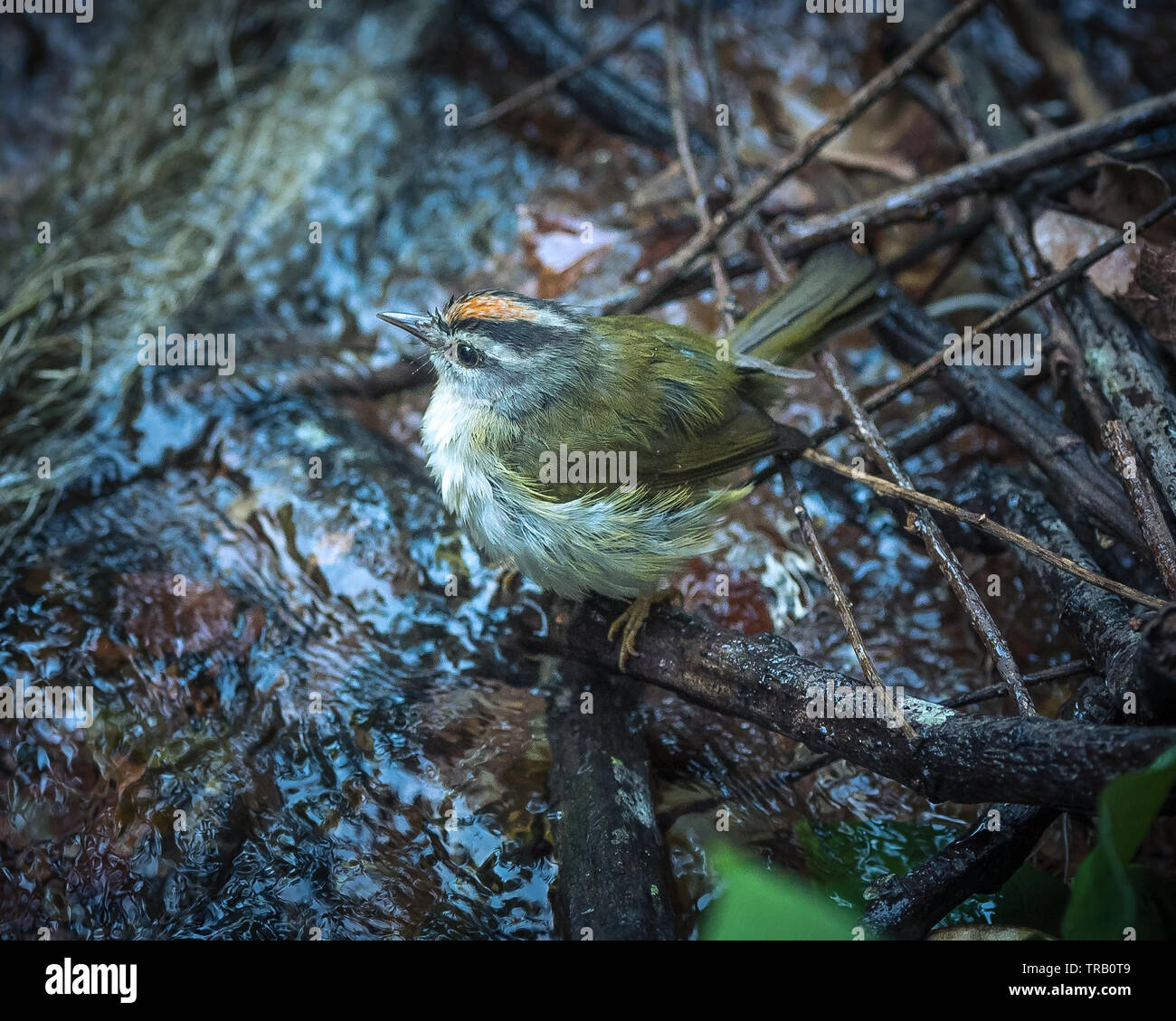Mignon petit oiseau Banque D'Images