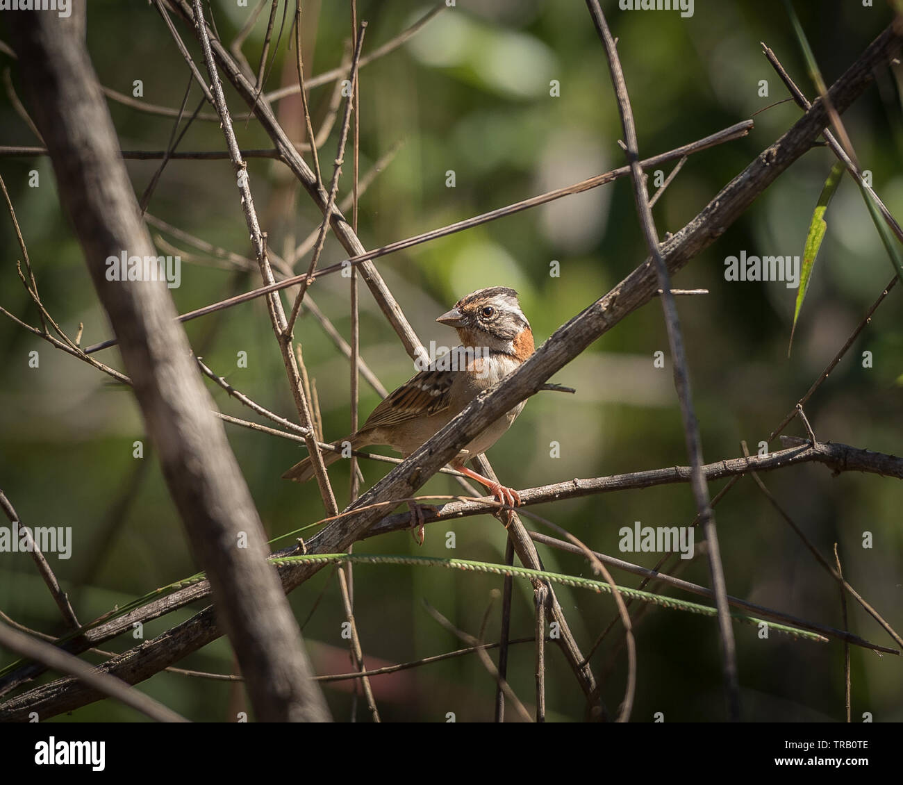 Mignon petit oiseau Banque D'Images