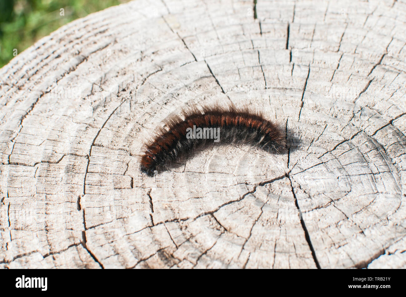 Isabella Tiger Moth caterpillar ours laineux closeup on cut vieux tronc à sunny day Banque D'Images