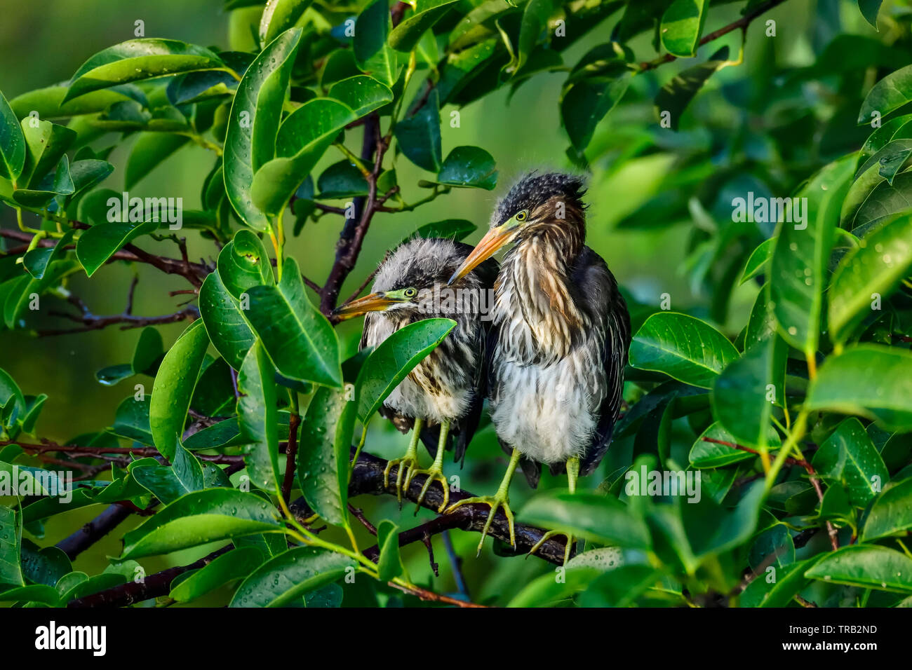 Perché le Héron vert frères et sœurs attendent le lever du soleil. Banque D'Images