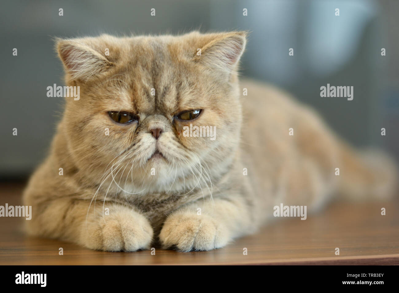 Chat Domestique Persan Tabby Brun Banque D Image Et Photos Alamy
