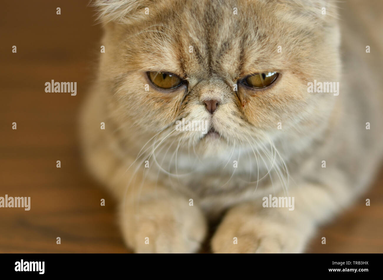 Chat Domestique Persan Tabby Brun Banque D Image Et Photos Alamy