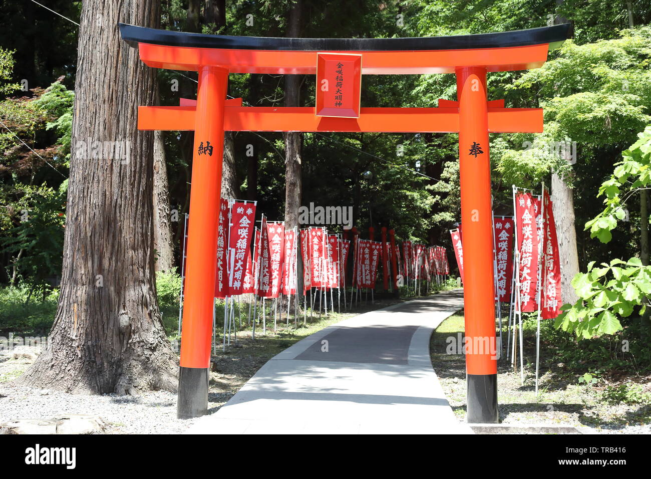 Shirine Taga dans la préfecture de Shiga, Japon Banque D'Images