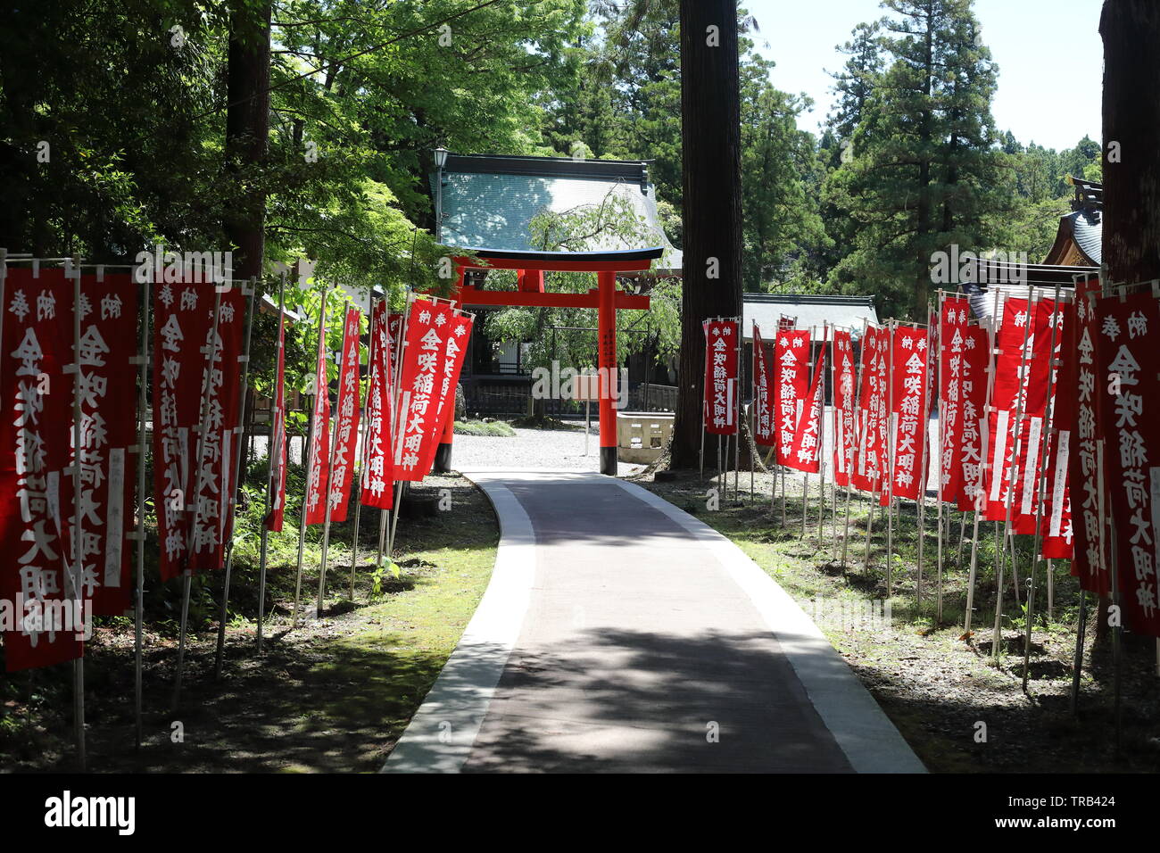 Shirine Taga dans la préfecture de Shiga, Japon Banque D'Images