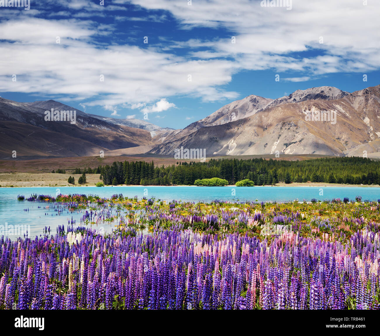 Paysage de montagne avec la floraison des lupins, lake Tekapo, Nouvelle-Zélande Banque D'Images