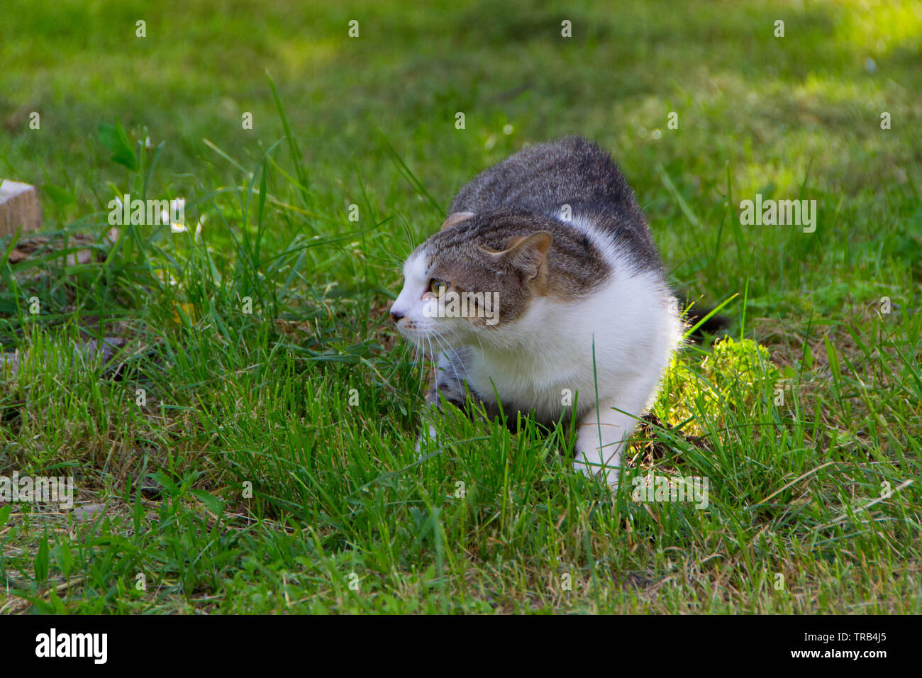 Ami Ennemi Banque D Image Et Photos Alamy Ami Ennemi Banque D Image Et Photos Alamy