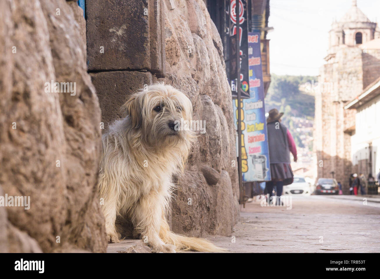Chien errant dans les rues de Cusco, Pérou. Banque D'Images