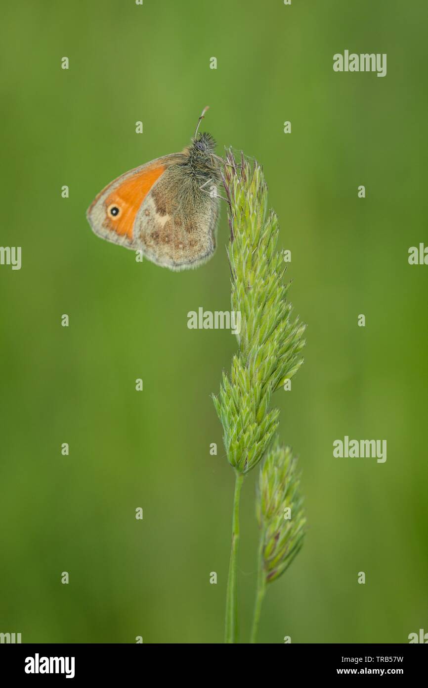 Un petit papillon orange et marron avec un point noir, un petit heath, assis sur un haut de l'herbe verte. Journée ensoleillée dans la nature. Vertical image. Banque D'Images