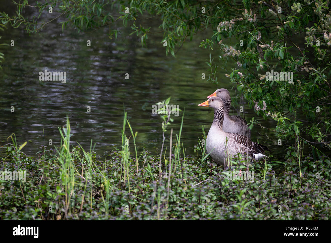 Une paire d'oies Anser anser Lag gris sur les marges d'un lac et isolée par des sous-bois vert Banque D'Images