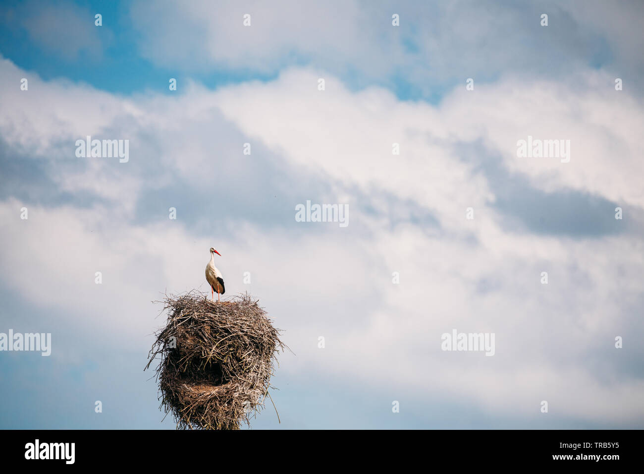 Européens adultes Cigogne Blanche - Ciconia ciconia - assise dans une niche dans le printemps ensoleillé. Le Bélarus, le biélorusse de la Nature. Banque D'Images