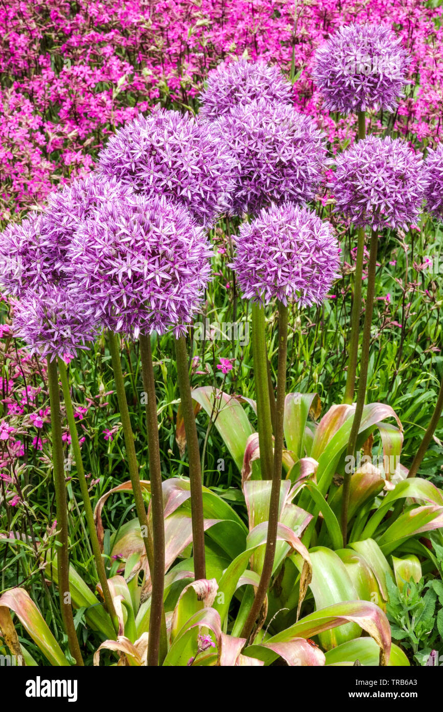 Violet Allium Globemaster, Sticky Catchfly, combinaison de couleurs dans le jardin Onion ornemental Banque D'Images