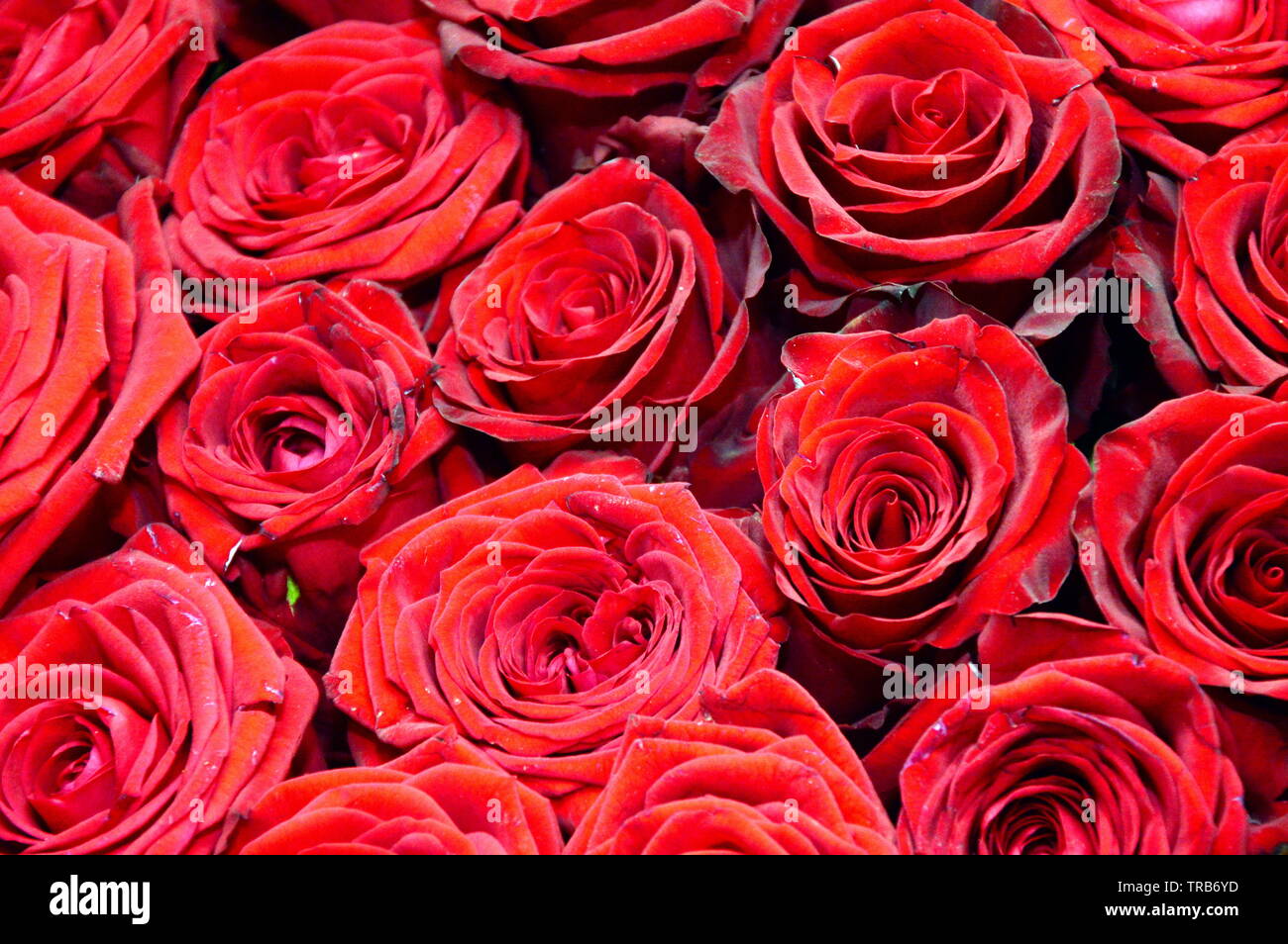 Gros plan sur un bouquet de roses rouges Banque D'Images