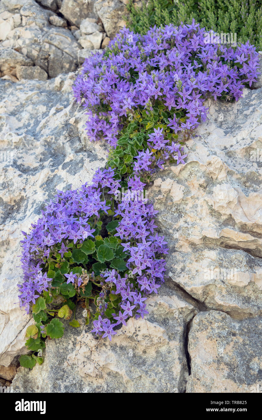 Usine de fleurs belliqueuses d'Istrie. Campanula istriaca. Collines de Baska, île de Krk, Croatie. Europe. Banque D'Images