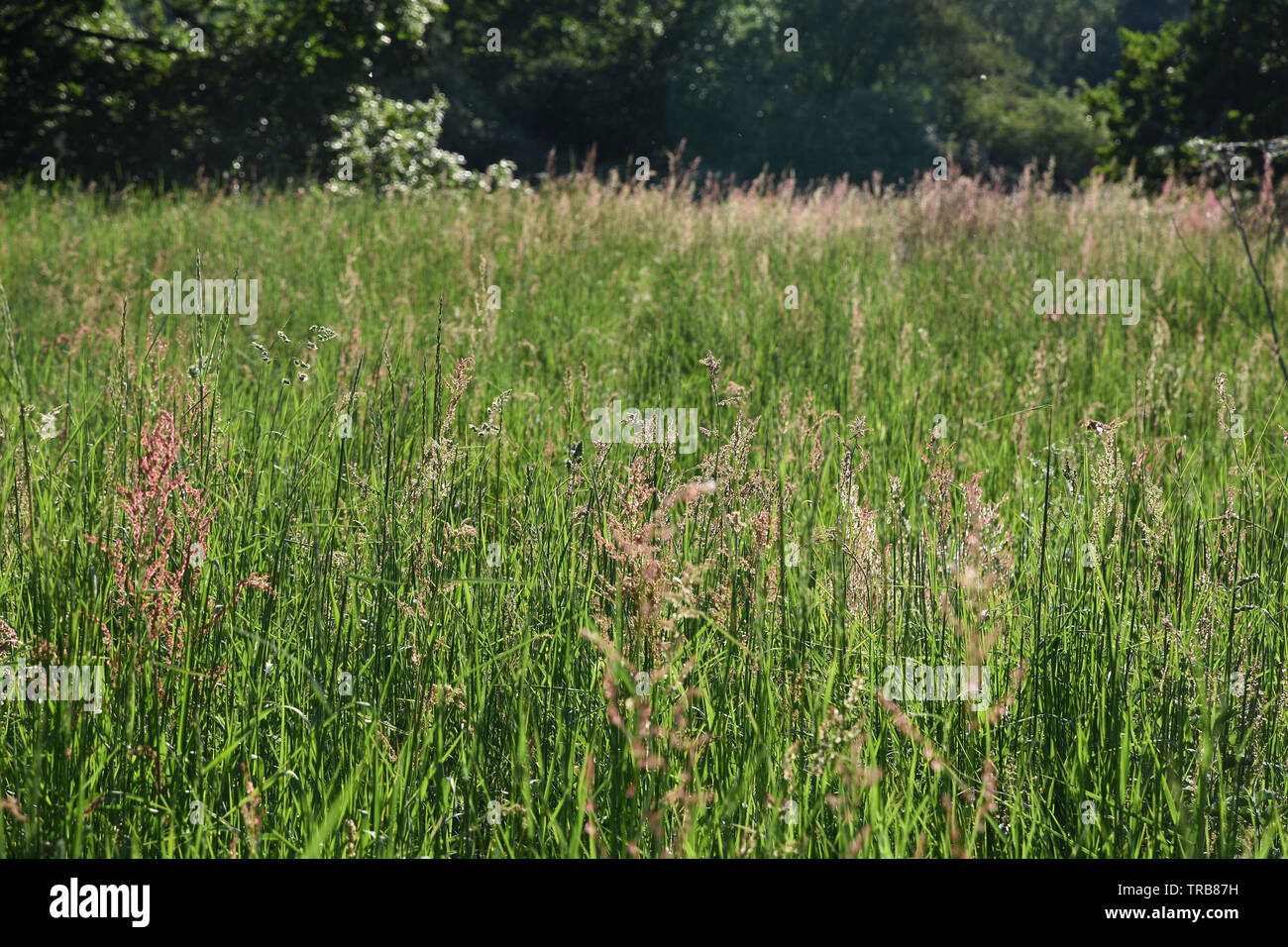Herbe longue, Foots Cray Meadows, Sidcup, Kent. ROYAUME-UNI Banque D'Images
