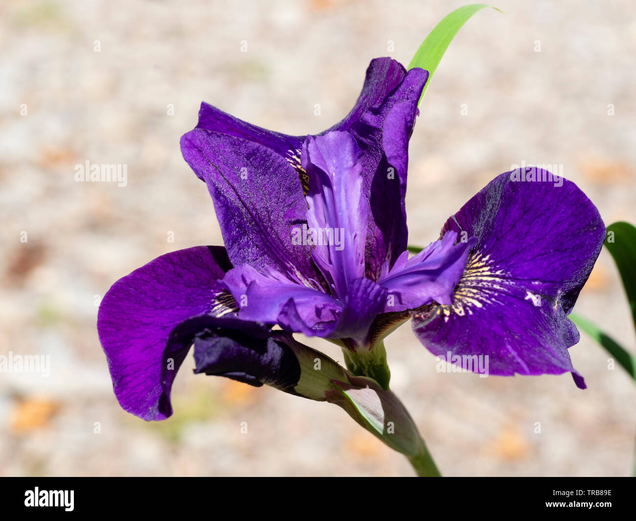 Au début de l'été fleur de l'Iris de Sibérie hardy, Iris sibirica 'Ruffled Velvet' Banque D'Images