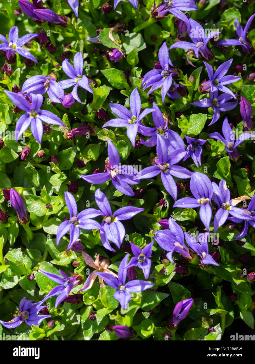 Étoiles bleu comme les fleurs de l'evergreen prostrée rampante blue star, Celmisia walkeri 'County Park' Banque D'Images