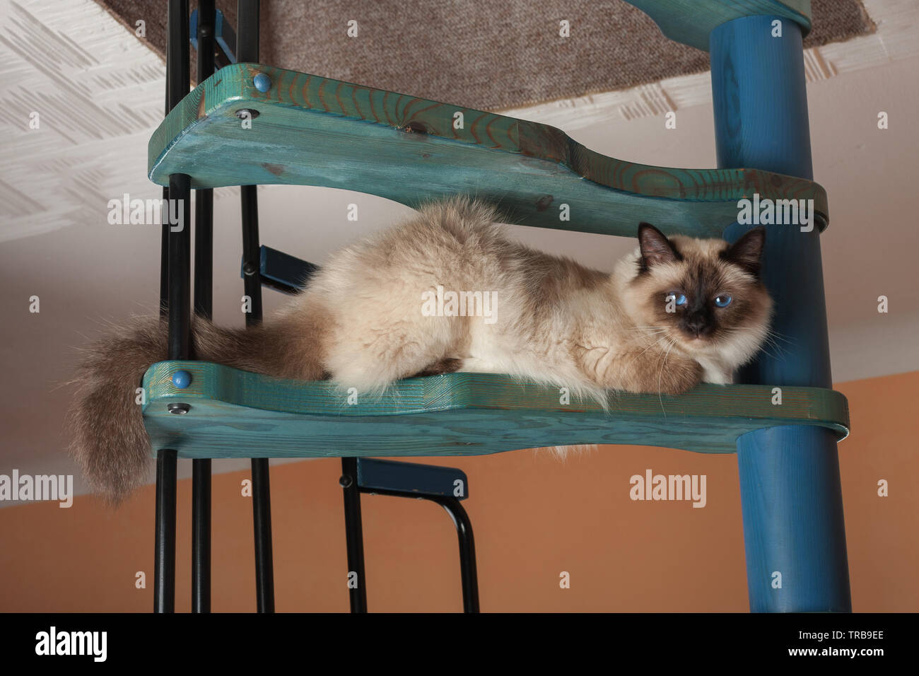 Un chat Birman seal point, 1 ans chat , homme aux yeux bleus est assis sur bois en colimaçon Banque D'Images