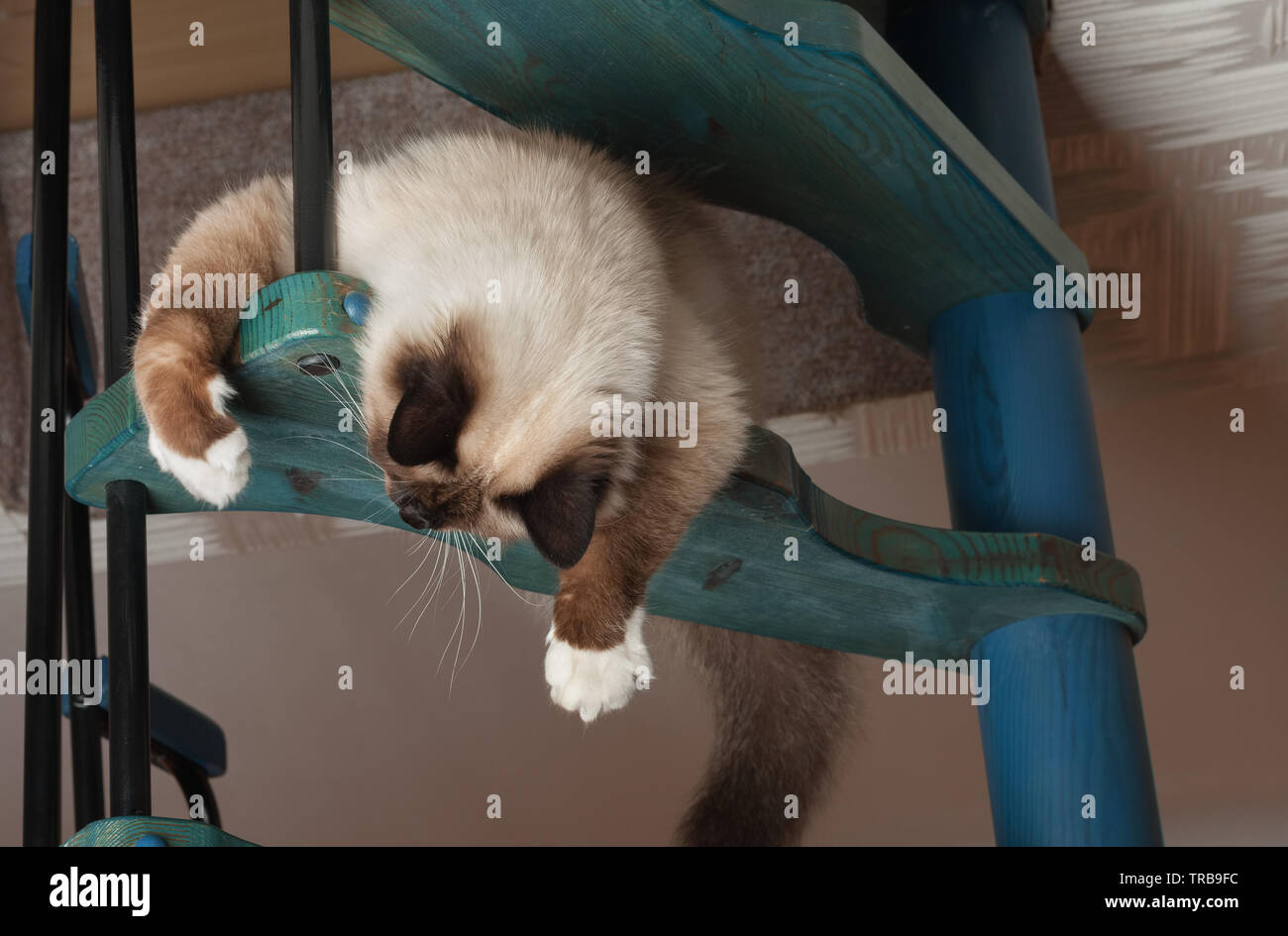 Un chat Birman seal point, 1 ans chat , homme aux yeux bleus est de jouer sur bois en colimaçon Banque D'Images