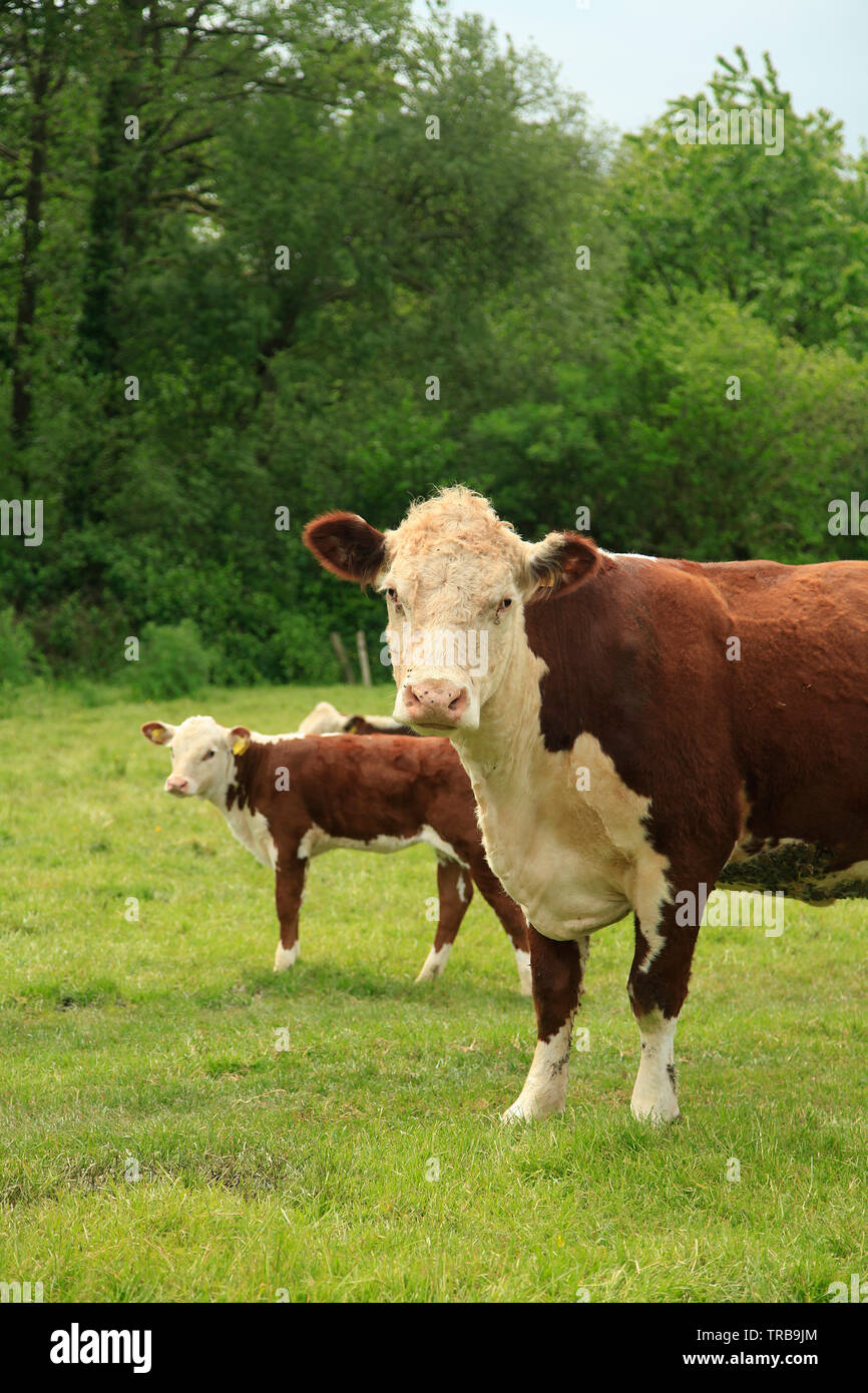 Vache et veau Banque D'Images