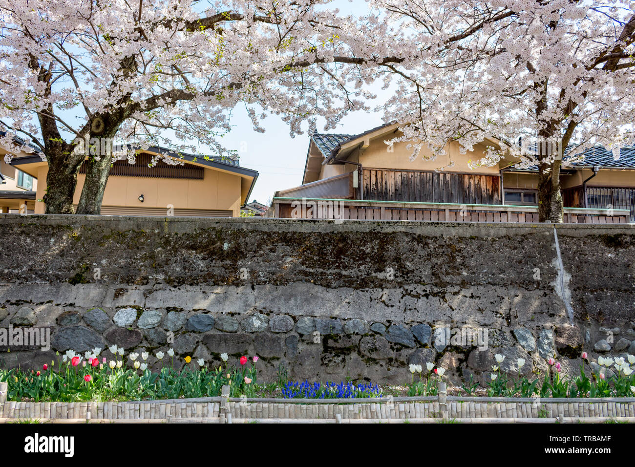 Les fleurs de cerisier, ou sakura, et des tulipes en pleine floraison au printemps le long de la rivière Asanogawa, la ville de Kanazawa, Préfecture d'Ishikawa, le Japon de l'Ouest. Banque D'Images