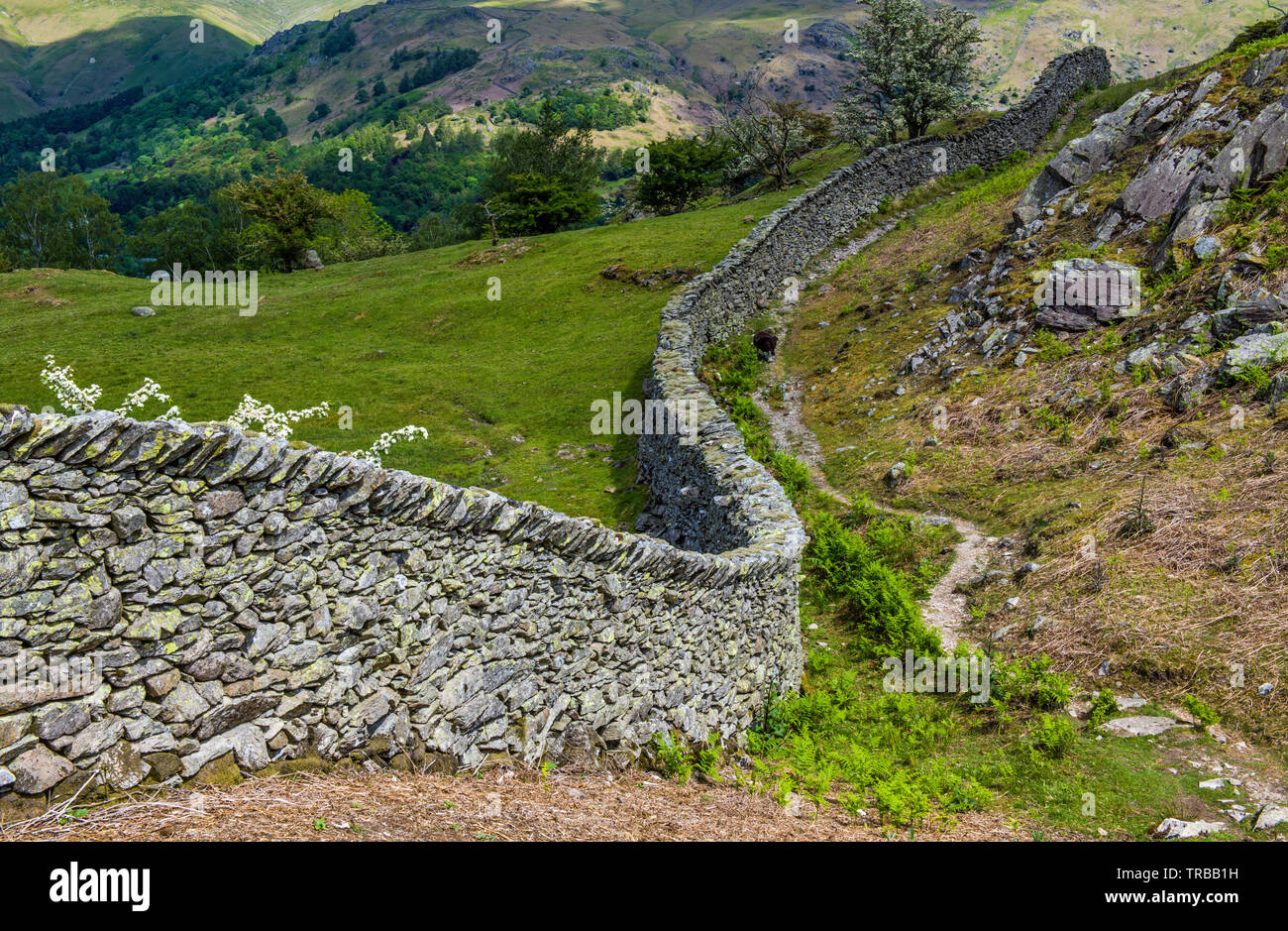 Un mur de pierres sèches sur Hammerscar au-dessus de la plantation et de Langdale Rothay Vallies dans le Lake District, Cumbria Banque D'Images