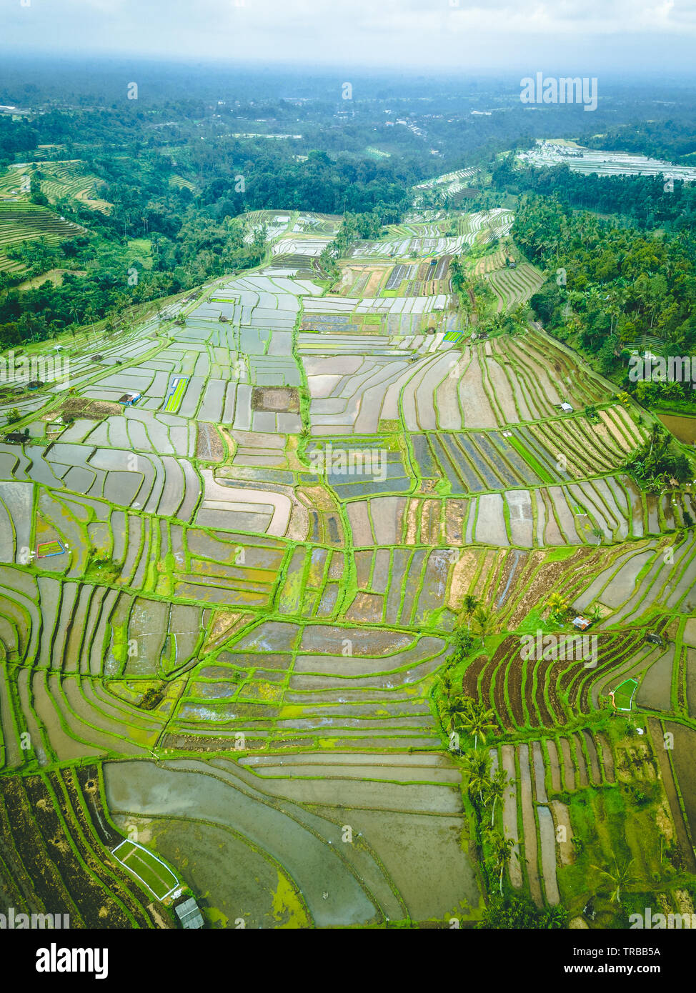 Vue aérienne de rizières en terrasses de Jatiluwih, Bali, Indonésie Banque D'Images