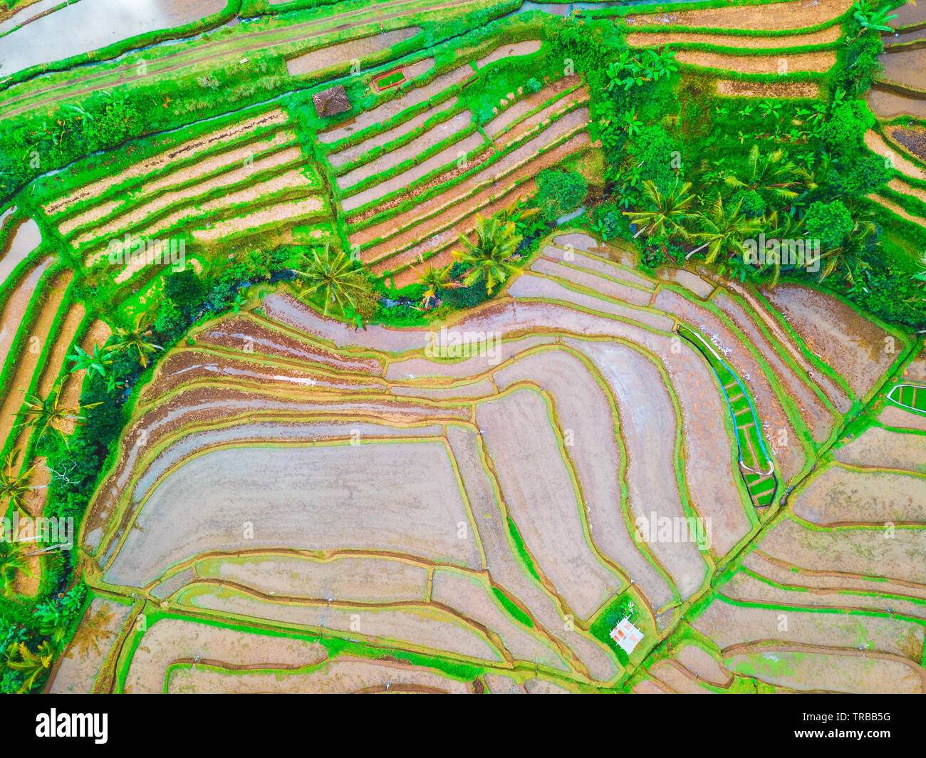Vue aérienne de rizières en terrasses de Jatiluwih, Bali, Indonésie Banque D'Images
