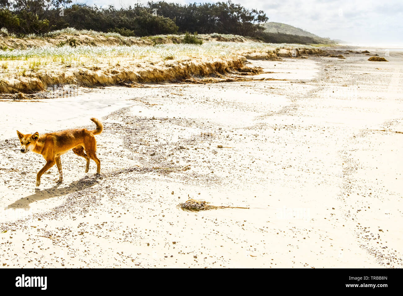 Dingo sur la plage, l'île de Fraser, Australiah Banque D'Images