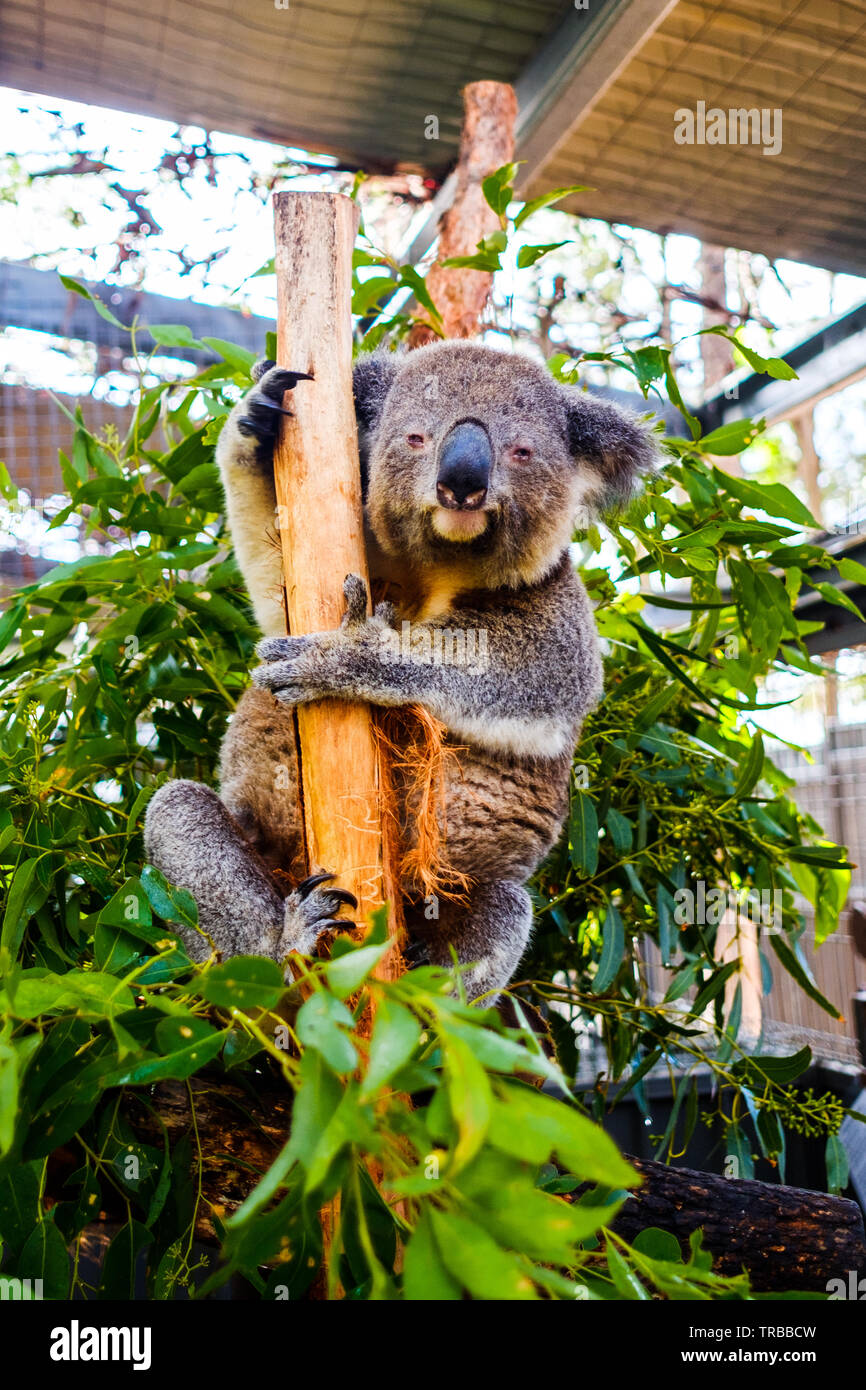 Koala à l'hôpital Koala de Port Macquarie, Nouvelle-Galles du Sud,  Australie Photo Stock - Alamy