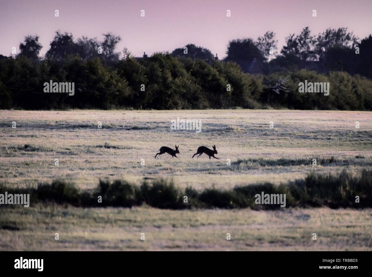 Deux lièvres dans le champ au crépuscule Banque D'Images